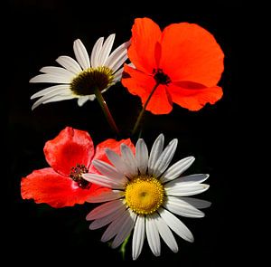 Roter Mohn mit Gänseblümchen