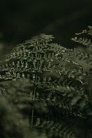 Segeln