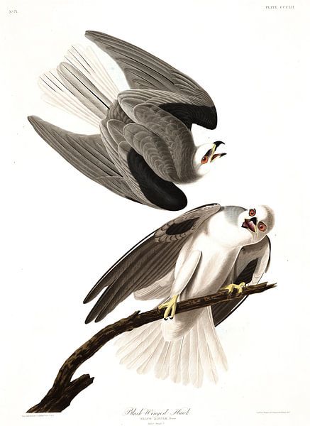 Weißschwanzelanion von Birds of America