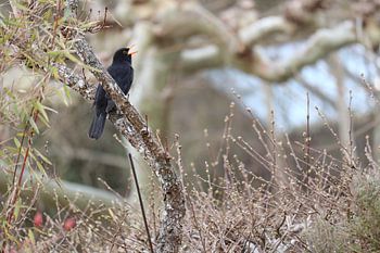 Der Frühling ist am rufen