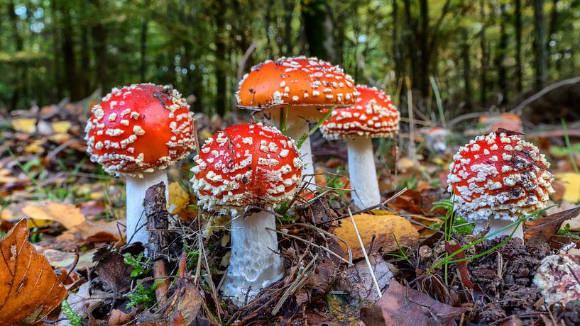 Toadstool panorama 2 by Uwe Ulrich Grün