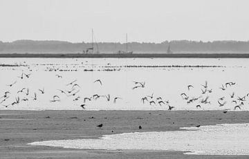 Vogels op het Westerstrand van Schiermonnikoog van Signatuur Fotografie