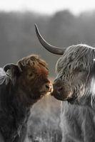 Schotse Hooglander kalf met moeder tweekleurig