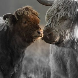 Scottish Highlander calf with mother bicoloured by Sascha van Dam