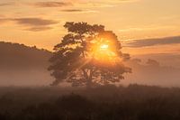 Zonsopkomst Loonse en Drunense Duinen