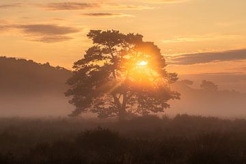 Lever de soleil sur les dunes de Loonse et de Drunense sur Zwoele Plaatjes