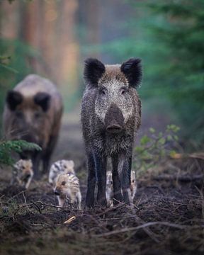 Wild boar