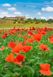 Romantische Landschaft mit rotem Mohnfeld von Alex Winter