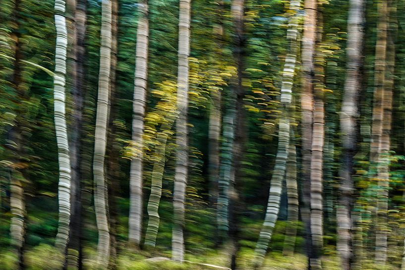 Des arbres mystiques qui dansent dans la forêt d'automne par Gert van Santen