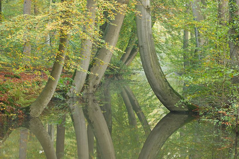 Les arbres qui dansent par Art Wittingen