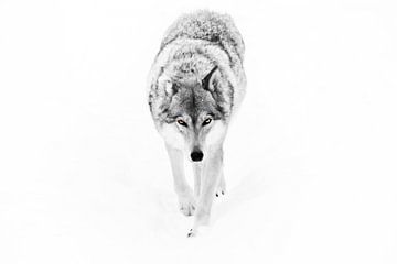 Grijze she-wolf op een witte achtergrond van Michael Semenov