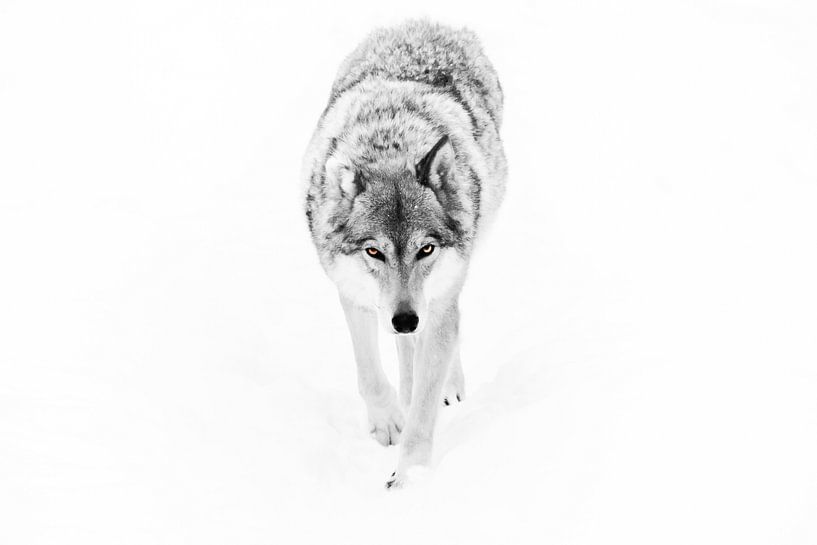Gray she-wolf on a white background by Michael Semenov