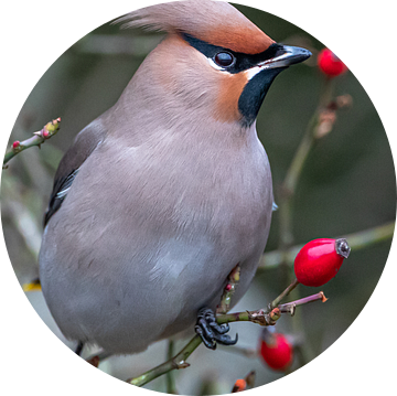 Pestvogel van Linda Raaphorst