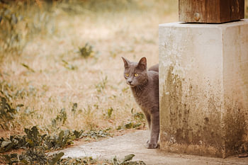 An encounter with a cat