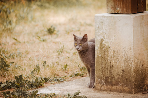 Begegnung mit einer Katze von jeanique Braem