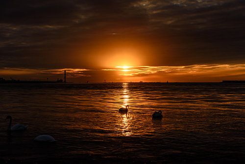 Zonsondergang bij Landtong Rozenburg.