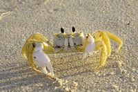 Krab