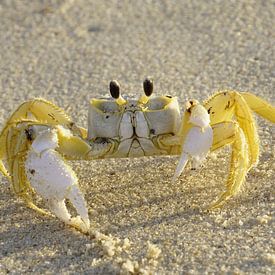 Crabe sur Danielle Kool | my KOOL moments