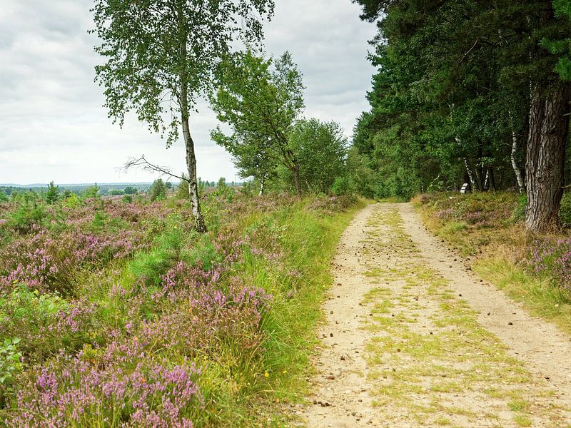 Trail between Forest and Heath by Gisela Scheffbuch