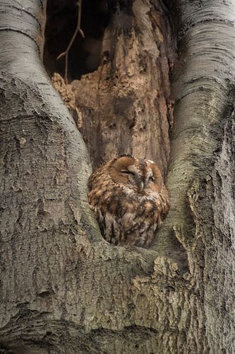 Roestende bosuil in de boom
