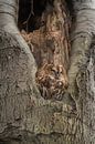 Rusty tawny owl in the tree by Moetwil en van Dijk - Fotografie thumbnail