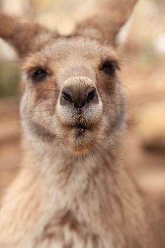 Kangaroo with character - a relaxed look after feeding by Jiri Viehmann