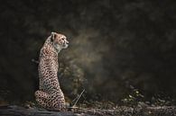 Cheetah Portrait by Nikki IJsendoorn thumbnail