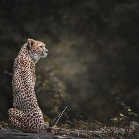 Cheetah Portrait by Nikki IJsendoorn