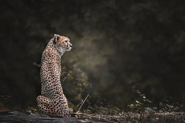 Cheetah portret van Nikki IJsendoorn