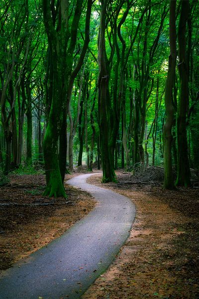 Het Speulderbos in de herfst van Roy Poots
