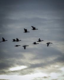 Geese on migration