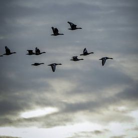 Gänse auf dem Zug von Tom Zwerver