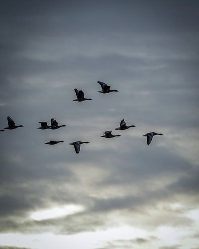 Geese on migration