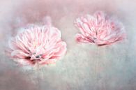 zwei Tulpen von Claudia Moeckel Miniaturansicht
