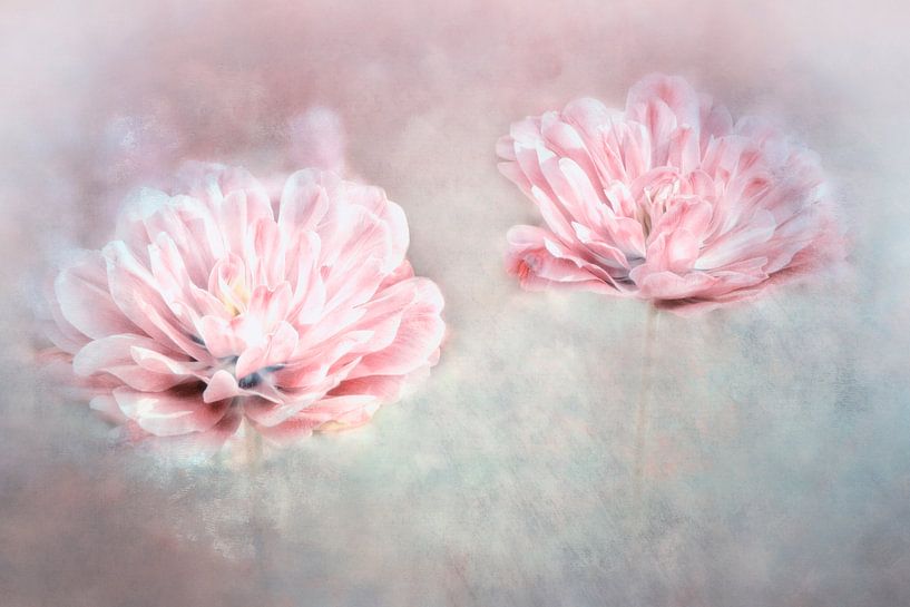 zwei Tulpen von Claudia Moeckel