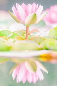 Die rosa Seerose