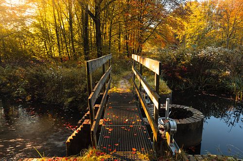 Bruggetje Waterloopbos in herfst
