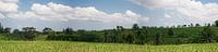 Balinees rijstvelden panorama van Leanne lovink thumbnail