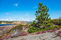 Landschap op het eiland Dyrön in Zweden van Rico Ködder thumbnail