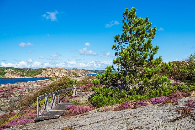 Landschap op het eiland Dyrön in Zweden van Rico Ködder