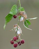 Muisjes hangen in de bramen