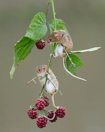 Muisjes hangen in de bramen van HB Photography