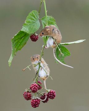 Mäuse hängen in den Brombeersträuchern herum von HB Photography