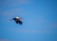 stork