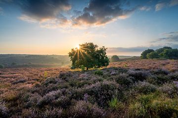 Morning Sun van Max ter Burg Fotografie