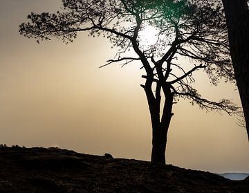 Dennenboom voor een met Saharazand verkleurde lucht van André Post