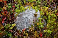 Herbstlicher Stein von Remke Spijkers Miniaturansicht