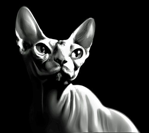 Zwart wit low key portret van een Sphynx kat