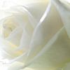Rose blanche (Macro) sur hetty'sfotografie