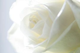 White Rose (Macro) by hetty'sfotografie
